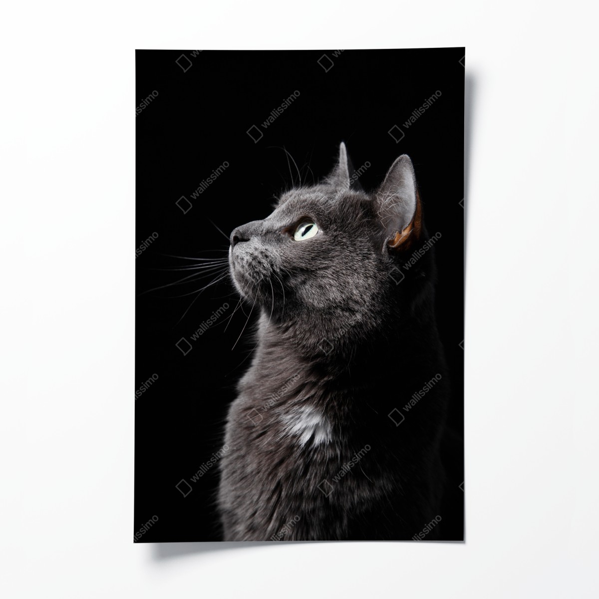 Poster elegantes porträt einer grauen katze – Wallnifity®