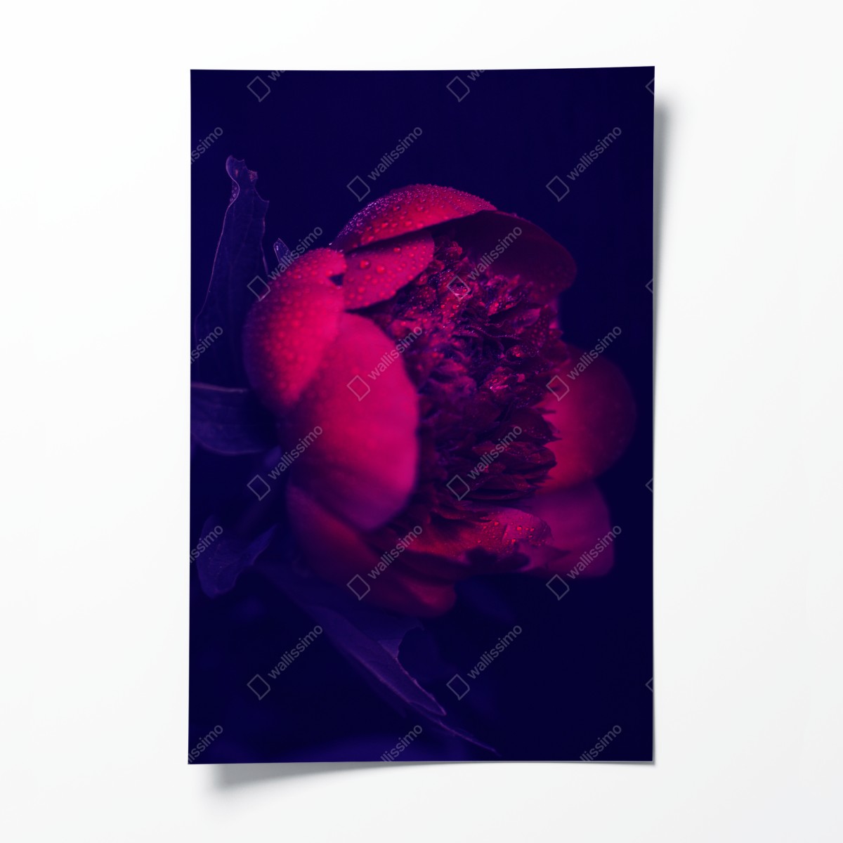 Poster stimmungsvolle rosa pfingstrose nahaufnahme – Wallnifity®