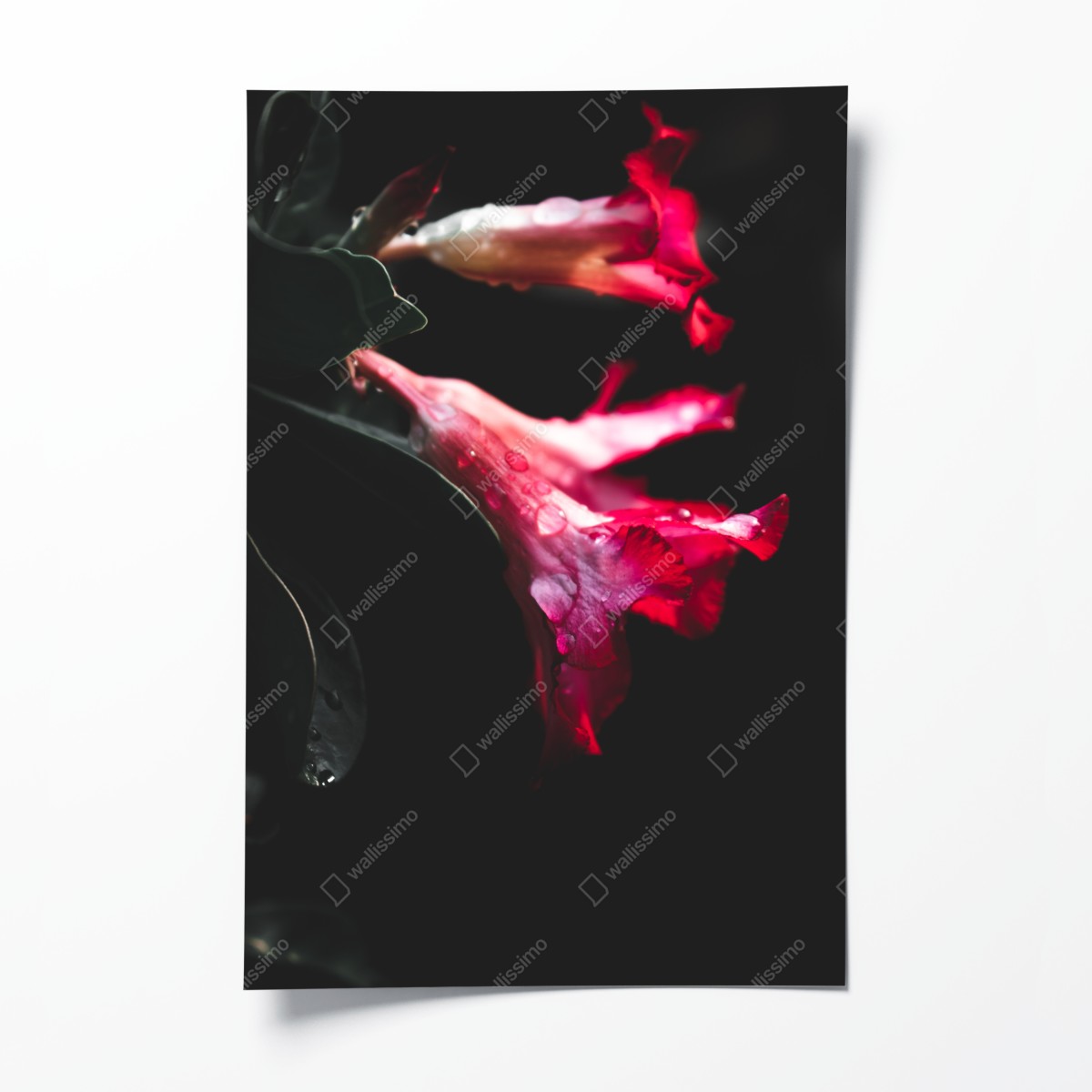 Poster rosa trompetenblume mit tau – Wallnifity®