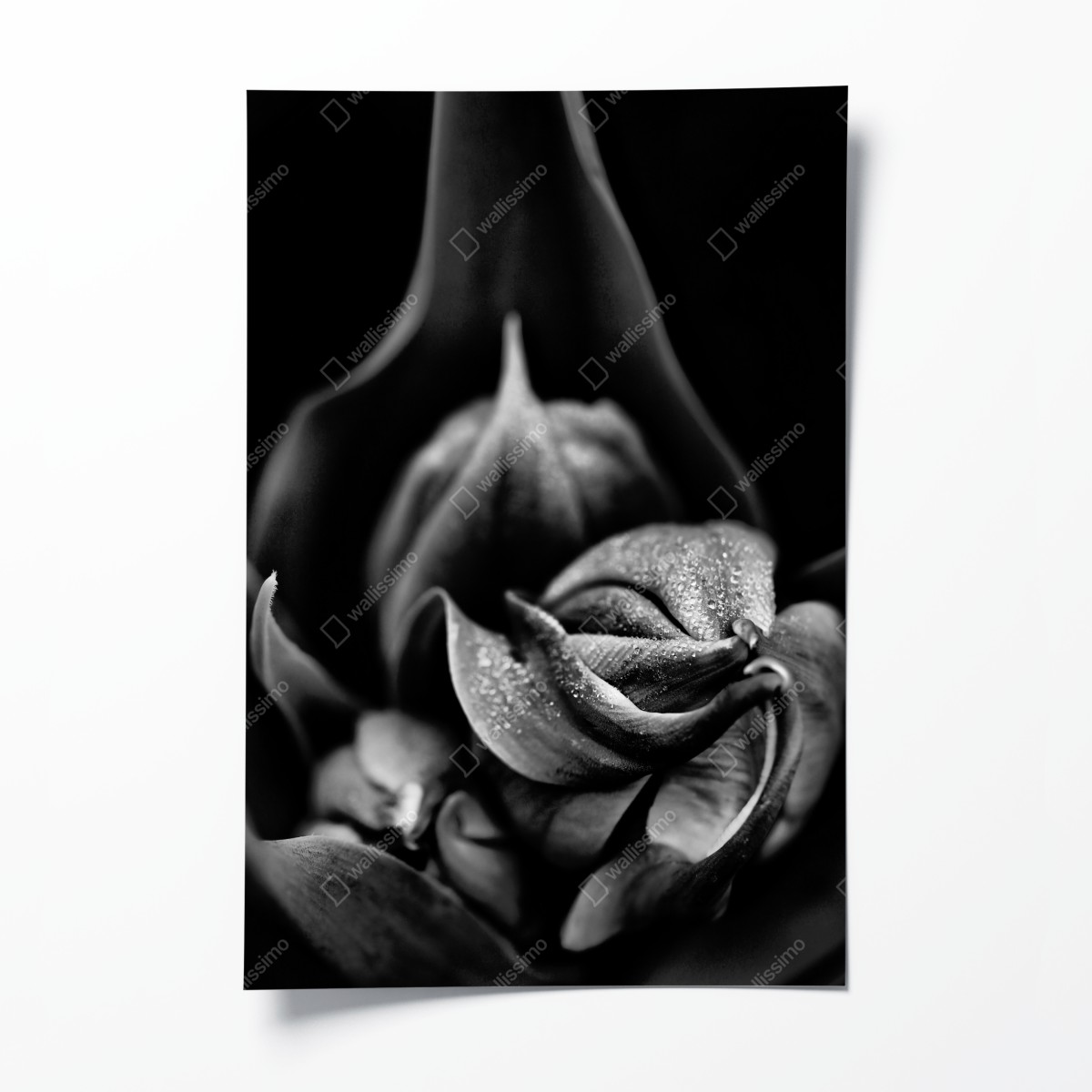 Poster monochrome nahaufnahme blüte mit tau – Wallnifity®