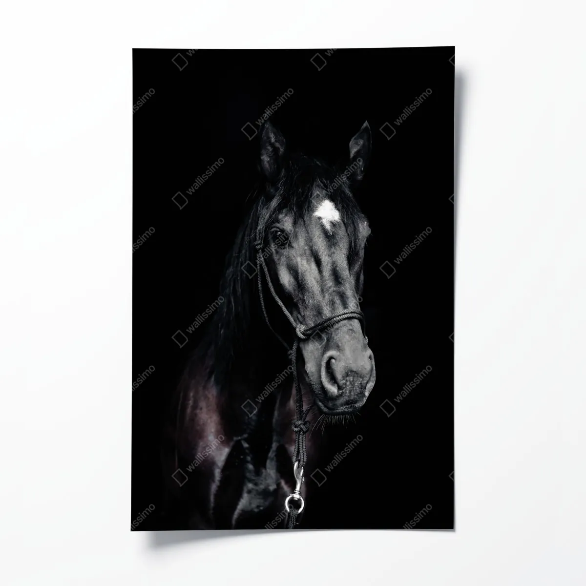 Poster majestätisches pferdeporträt – Wallnifity®