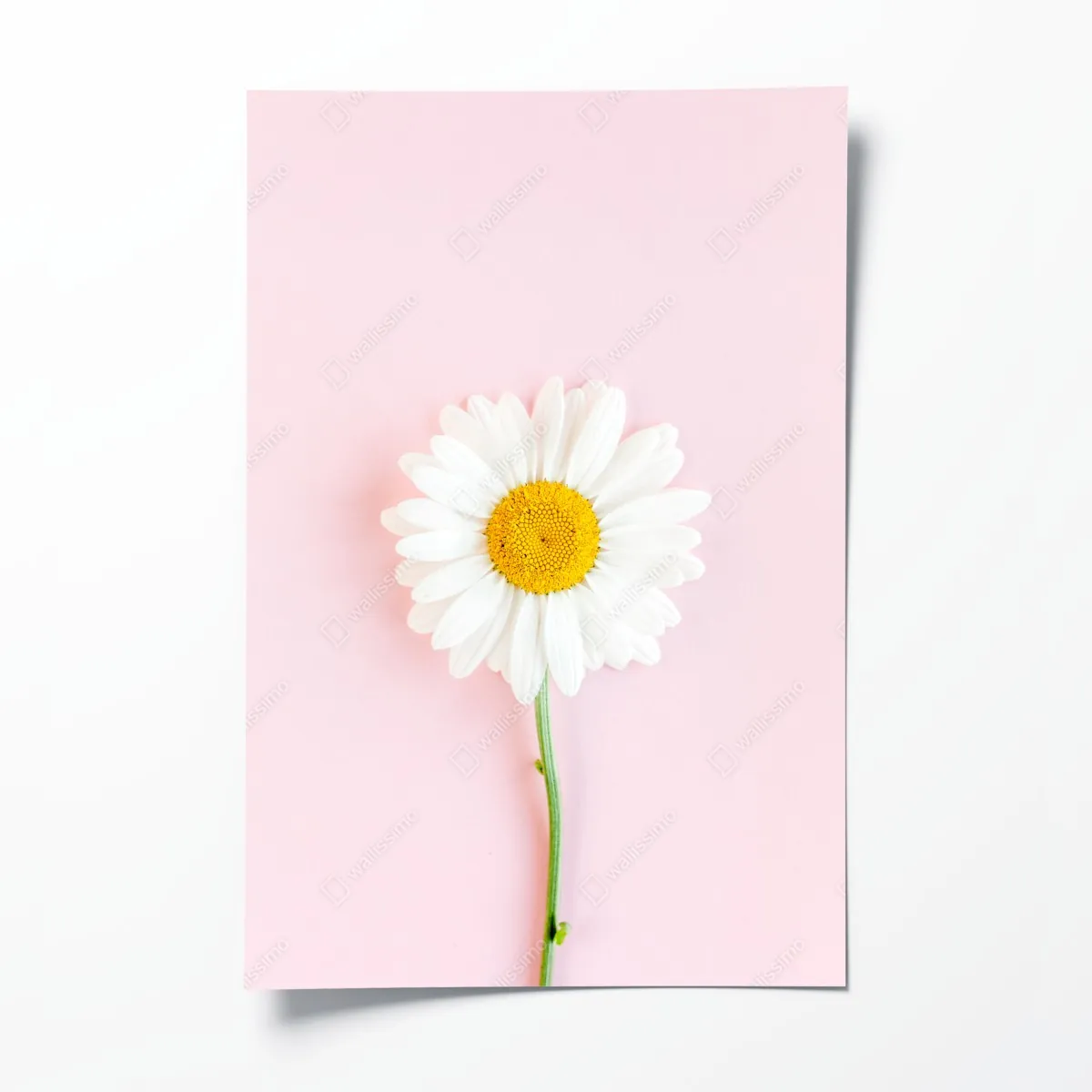 Poster weißes gänseblümchen auf pastellrosa hintergrund – Wallnifity®