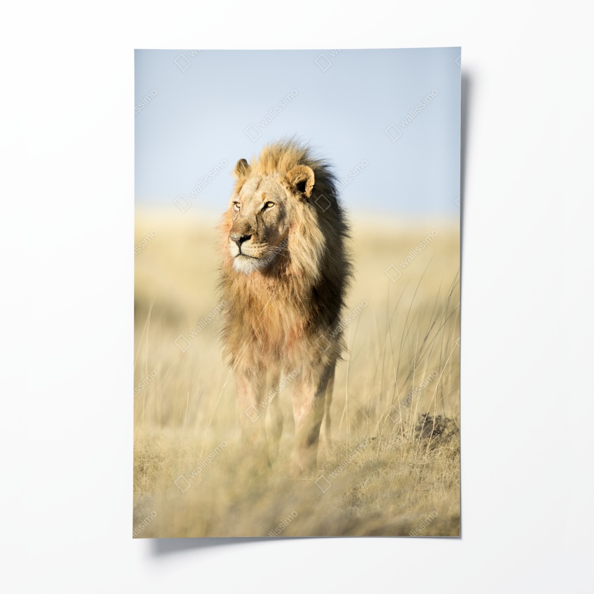 Poster majestätischer löwe in der steppe – Wallnifity®
