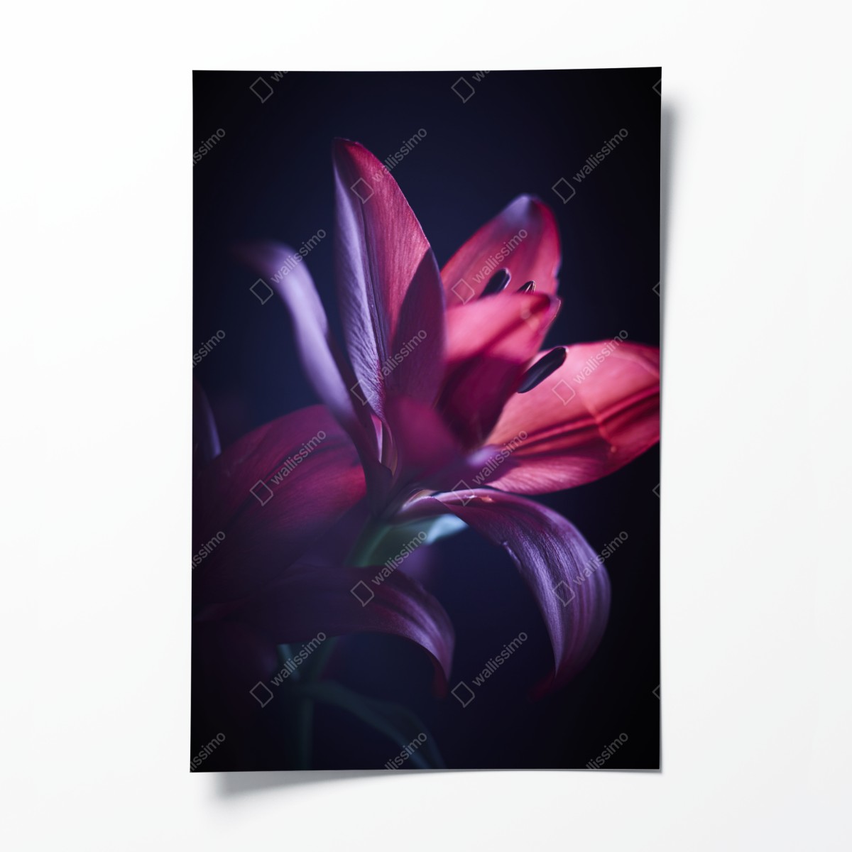 Poster rote lilie im halbdunkel – Wallnifity®