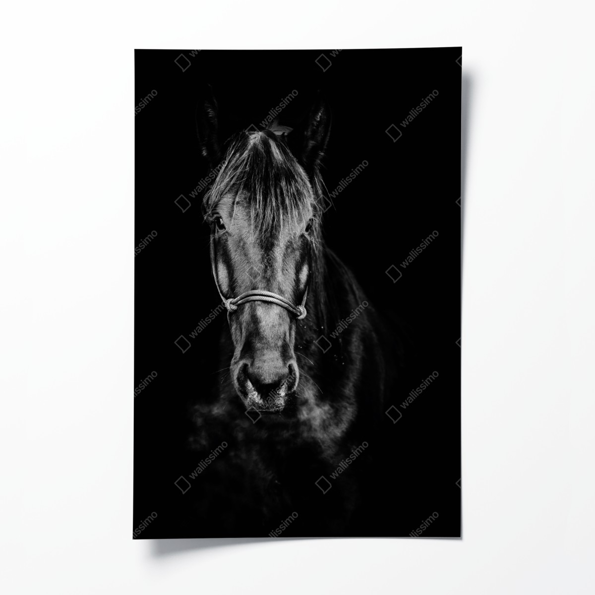 Poster dramatisches pferdeporträt in monochrom – Wallnifity®