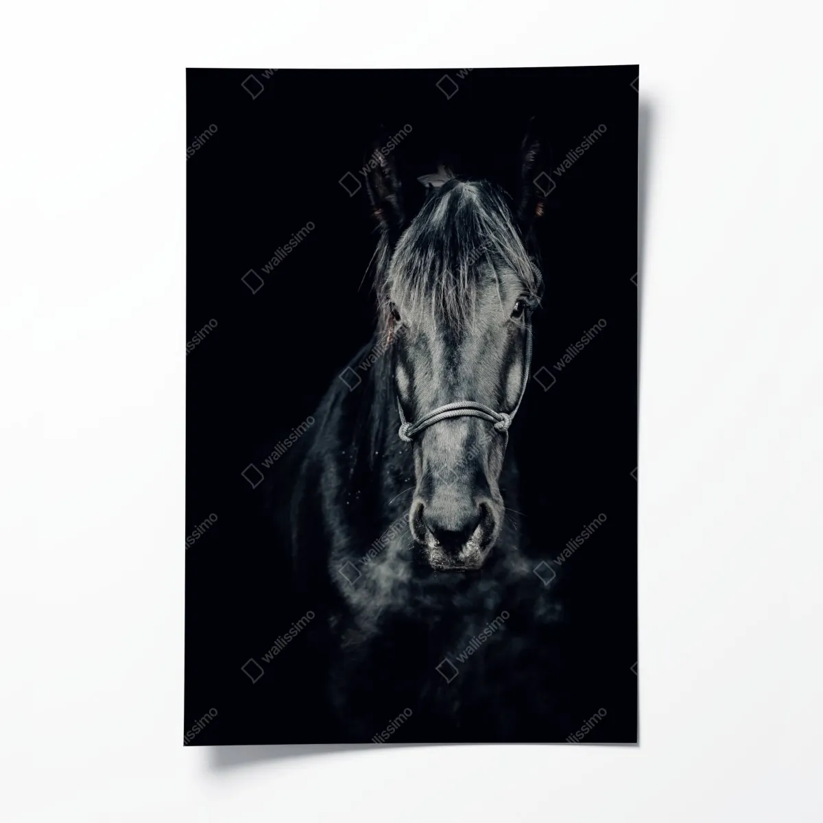 Poster majestätisches schwarzes pferdeporträt – Wallnifity®