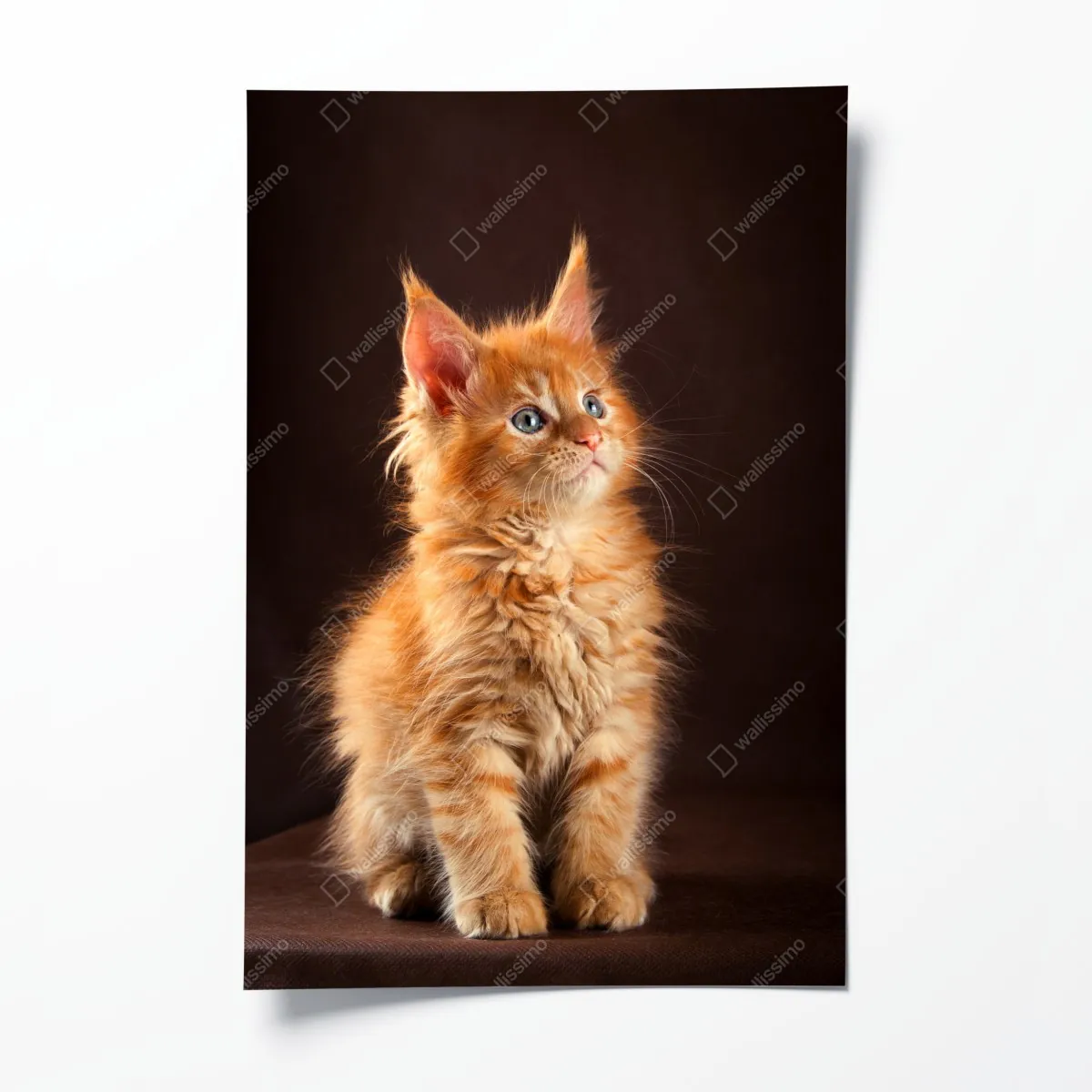 Poster niedliches rotes kätzchenportrait – Wallnifity®