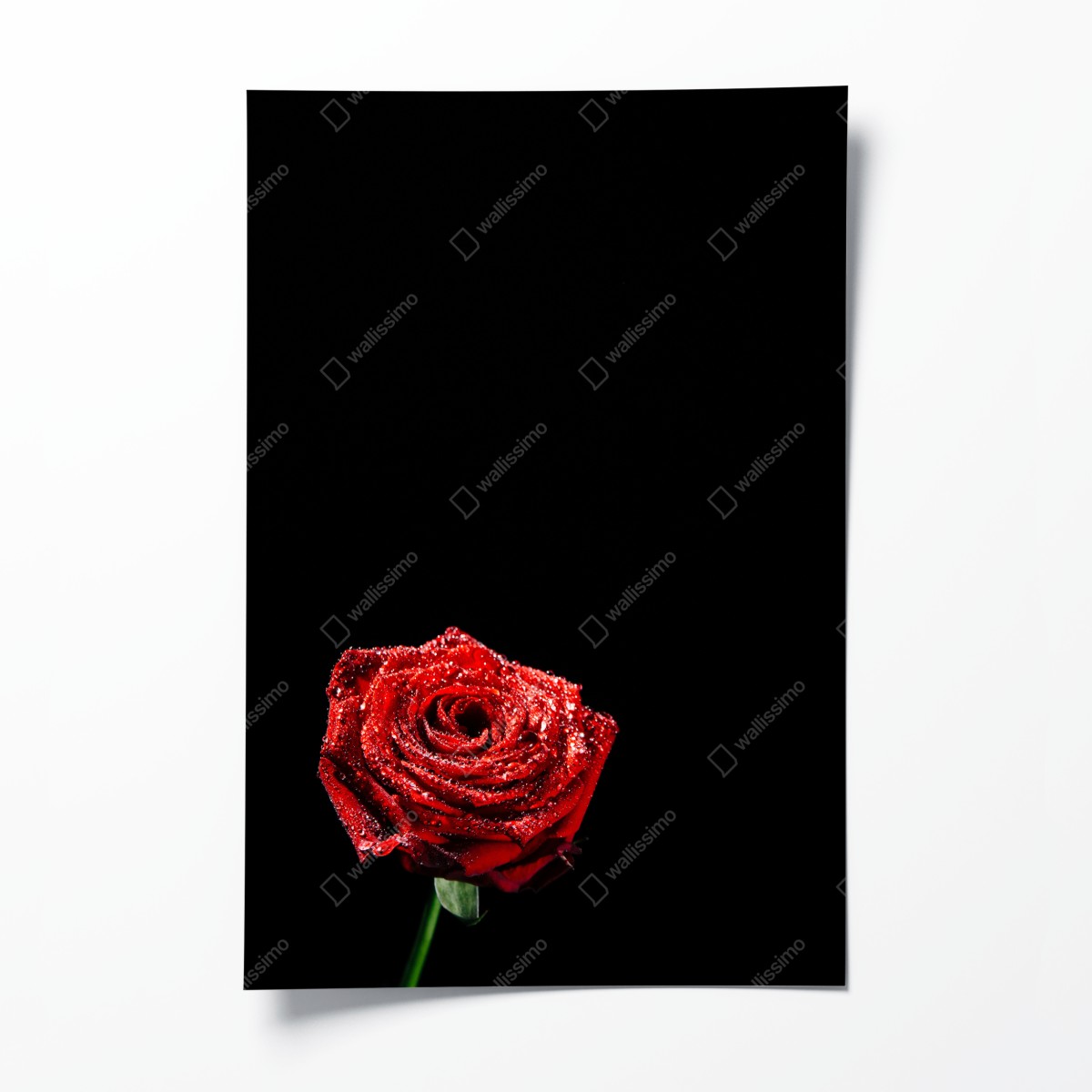 Poster rote rose mit tautröpfchen vor schwarzem hintergrund – Wallnifity®