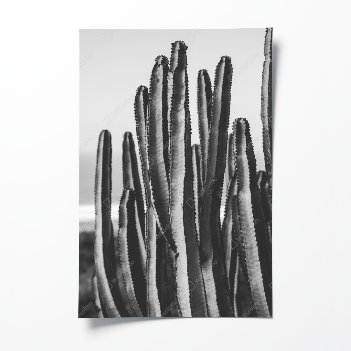 Poster schwarzweiß kaktus nahaufnahme – Wallnifity®