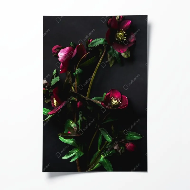 Poster eukalyptus aquarell botanisches muster auf dunklem hintergrund – Wallnifity®