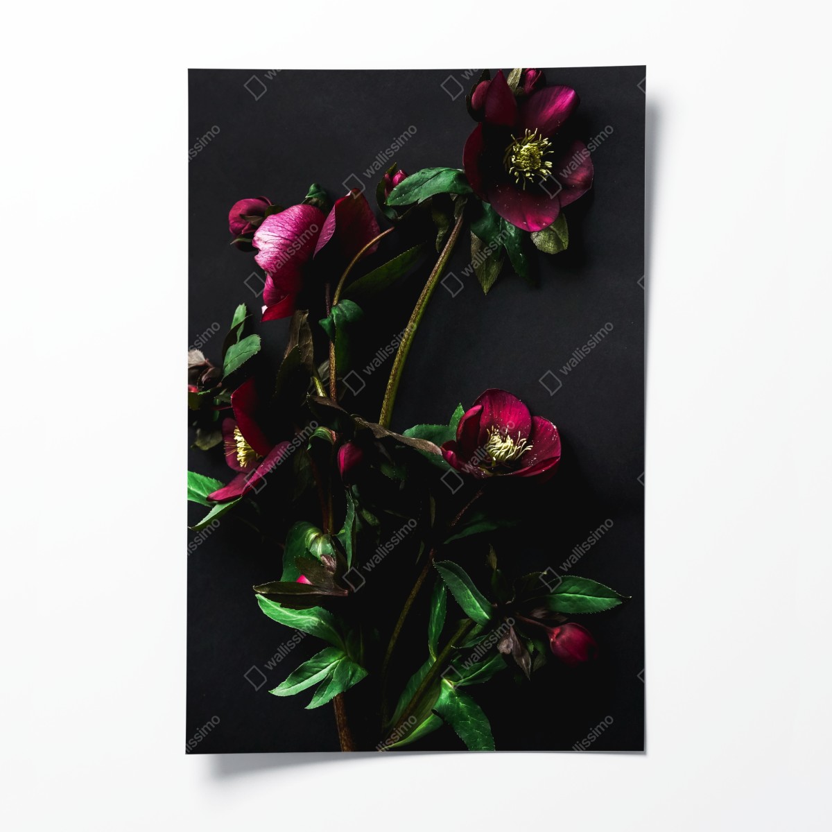 Poster moodige violette blumenstilleben – Wallnifity®