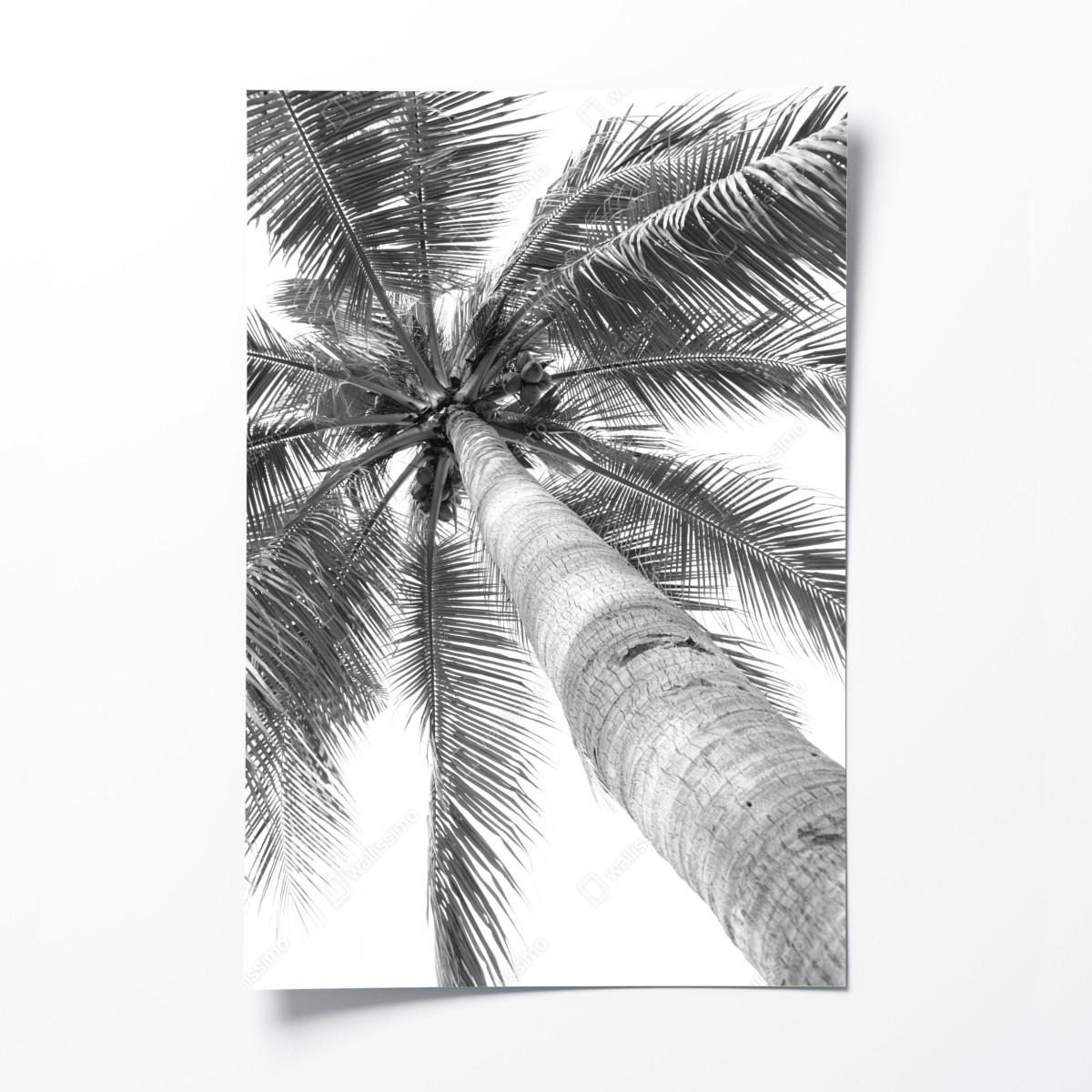 Poster monochrome palme aus der froschperspektive – Wallnifity®