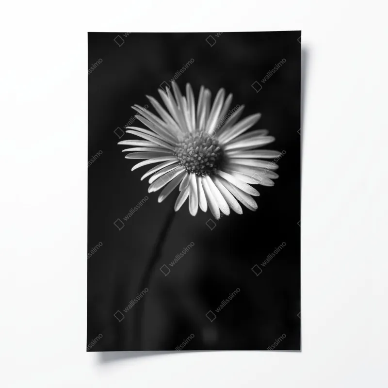 Poster Chicago nächtliche skyline panorama – Wallnifity®