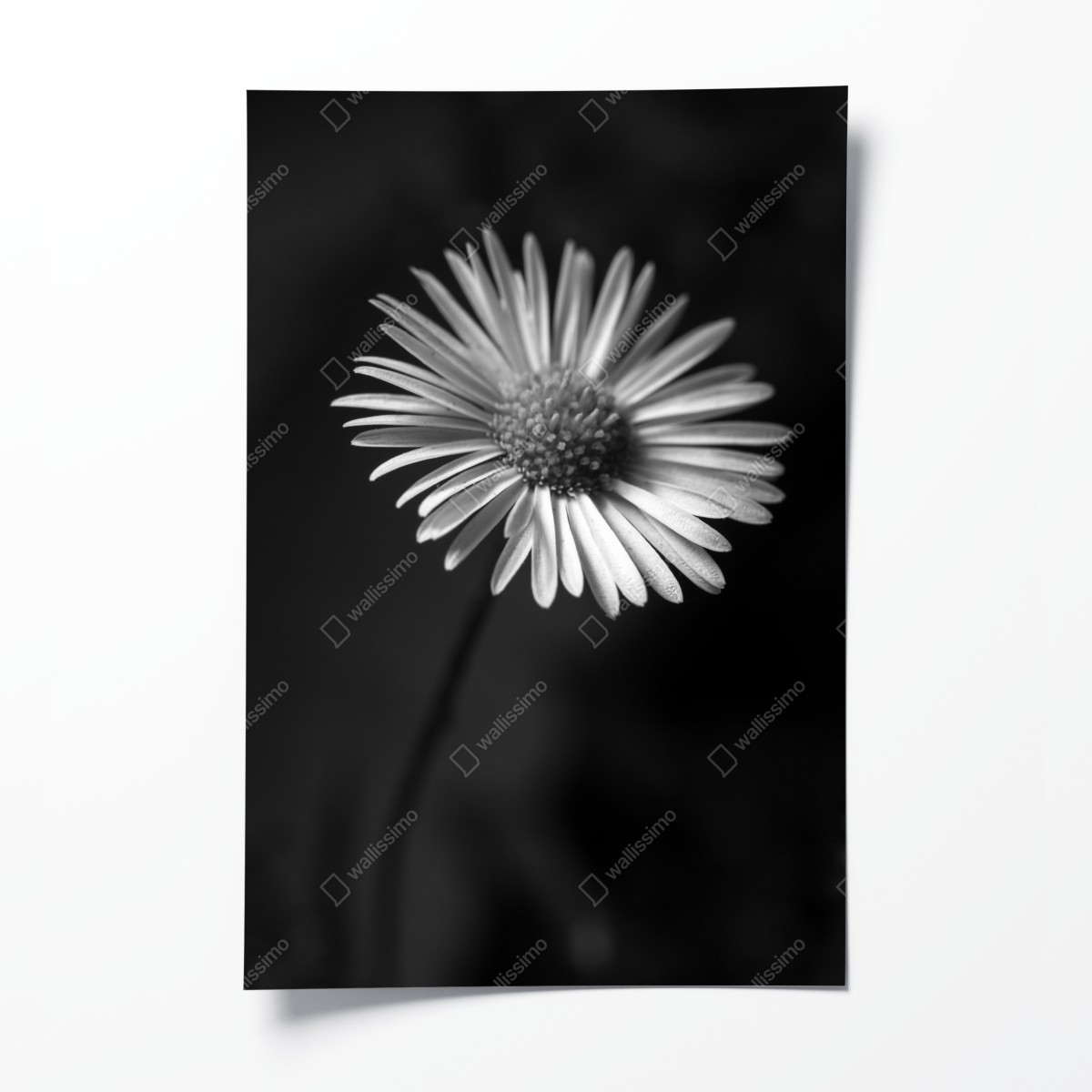 Poster monochromes gänseblümchen nahaufnahme – Wallnifity®