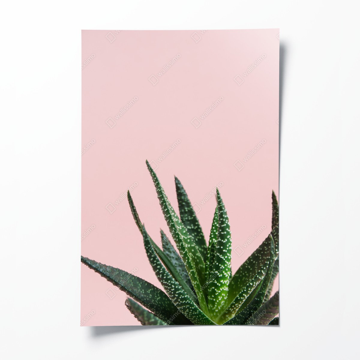 Poster grüner aloes auf rosa hintergrund – Wallnifity®