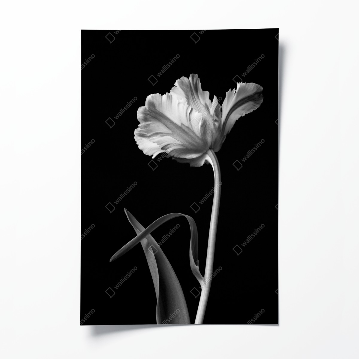 Poster elegante monochrome tulpe – Wallnifity®