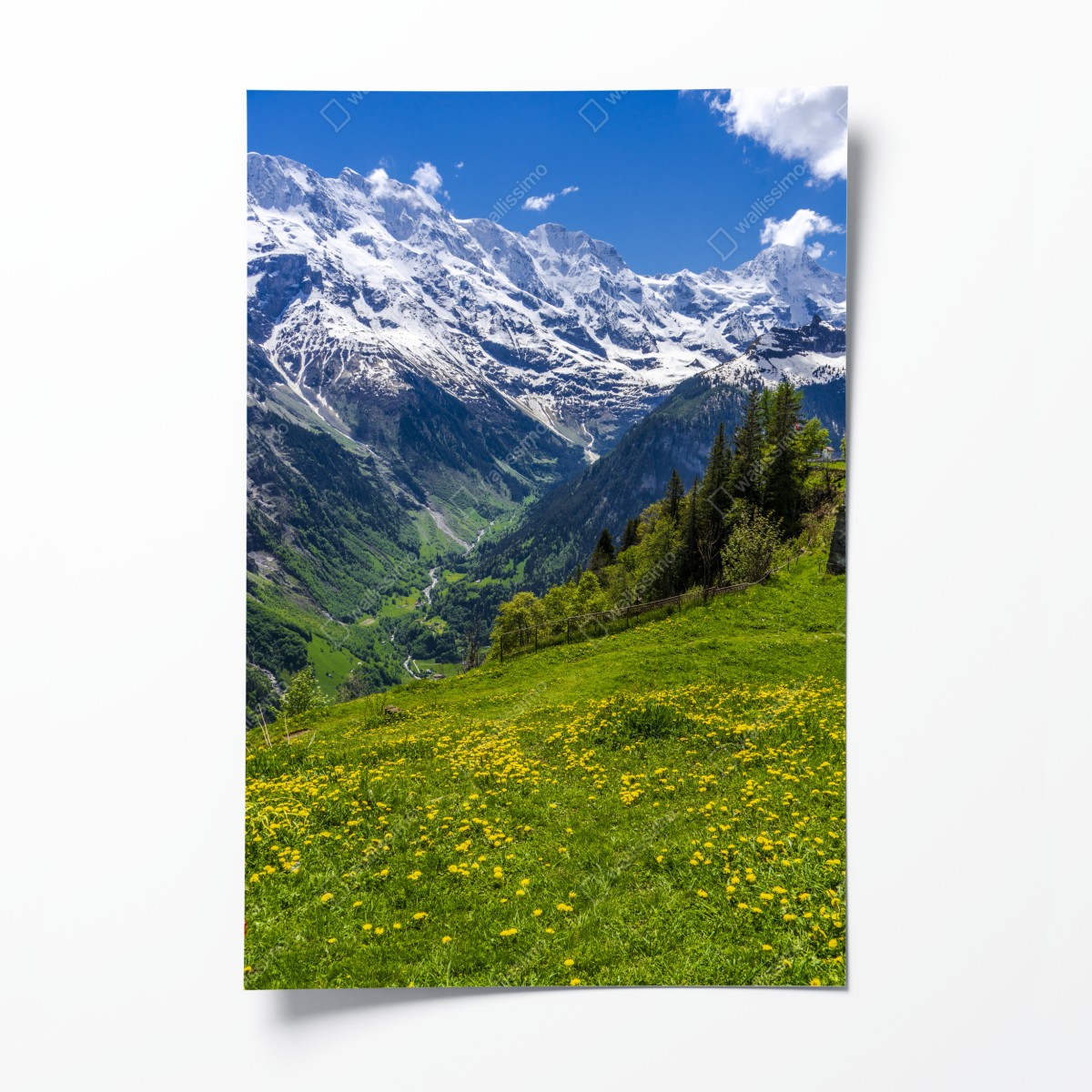 Poster alpwiese im frühling vor schneebedeckten gipfeln – Wallnifity®