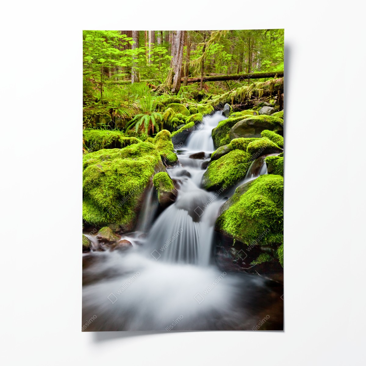 Poster moosbedeckter bach bei Sol Duc Falls – Wallnifity®