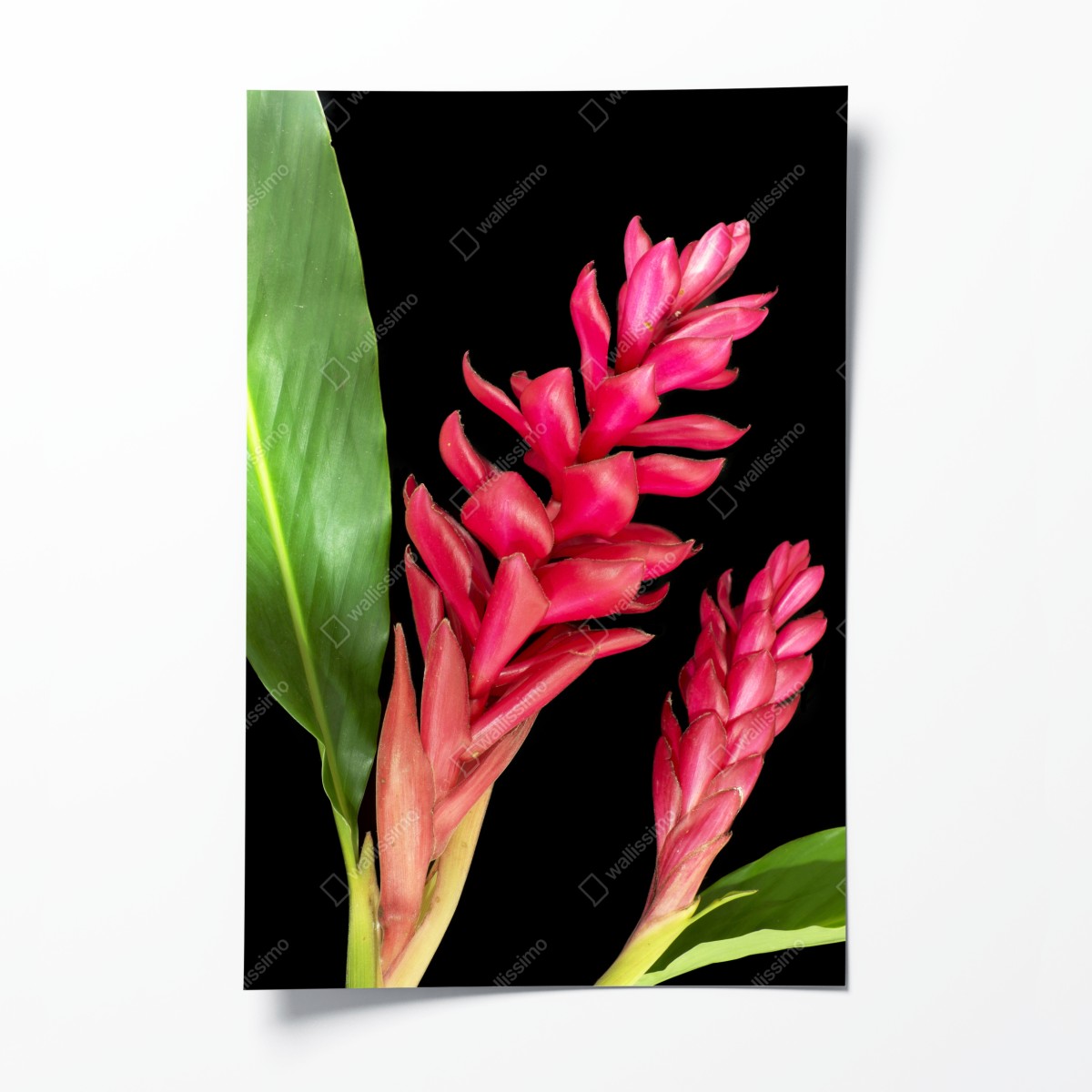 Poster leuchtende zier-ingwer-blüte auf schwarzem hintergrund – Wallnifity®