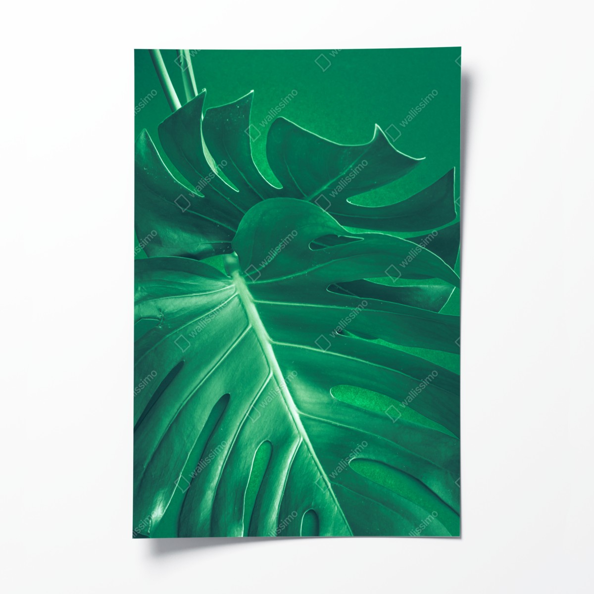 Poster prächtiges monstera-blatt nahaufnahme – Wallnifity®