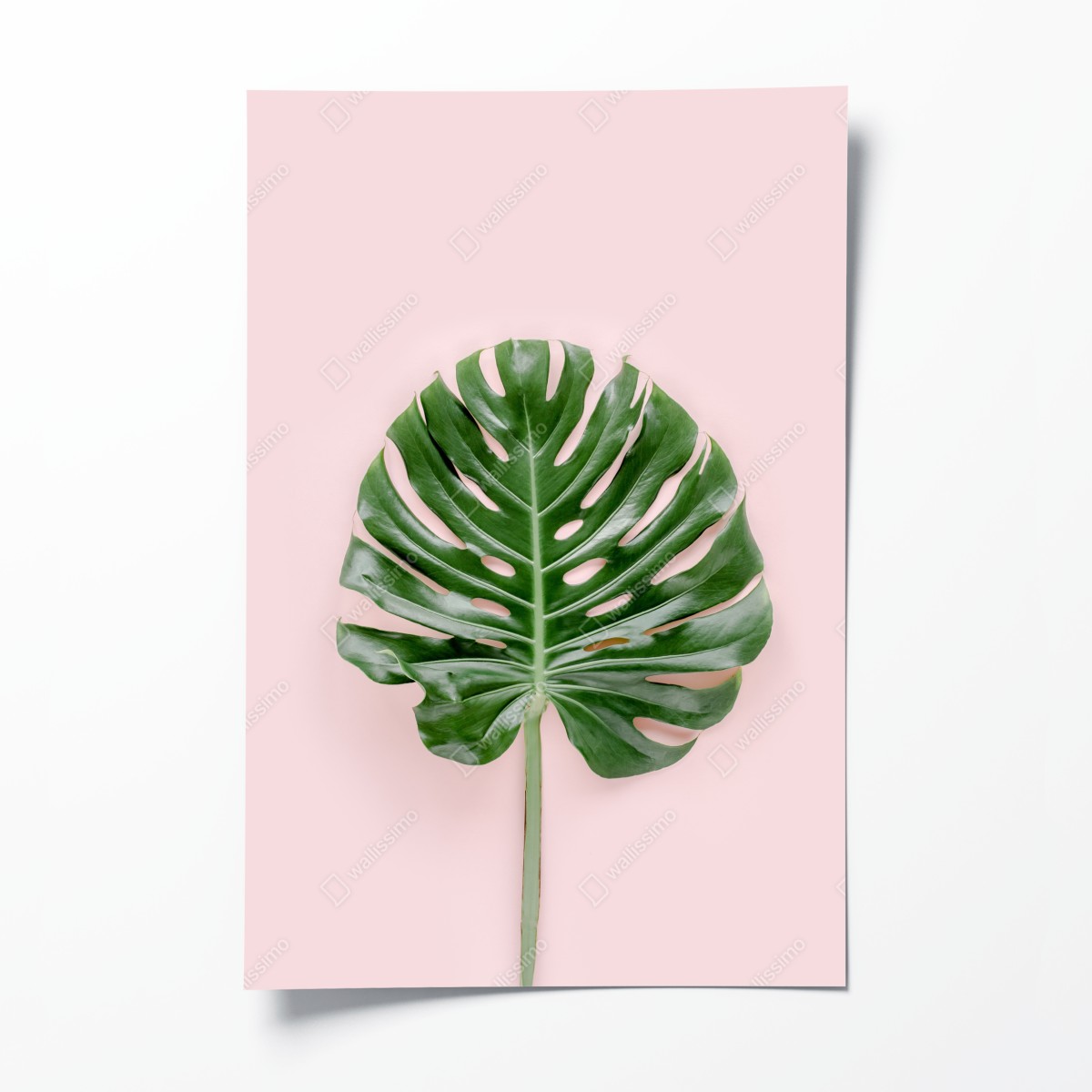 Poster monstera-blatt auf pastell-rosa hintergrund – Wallnifity®