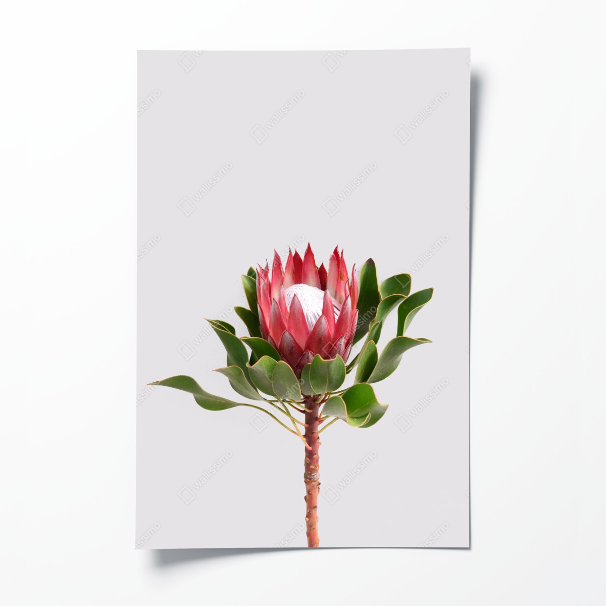 Poster rosa protea auf neutralem hintergrund – Wallnifity®