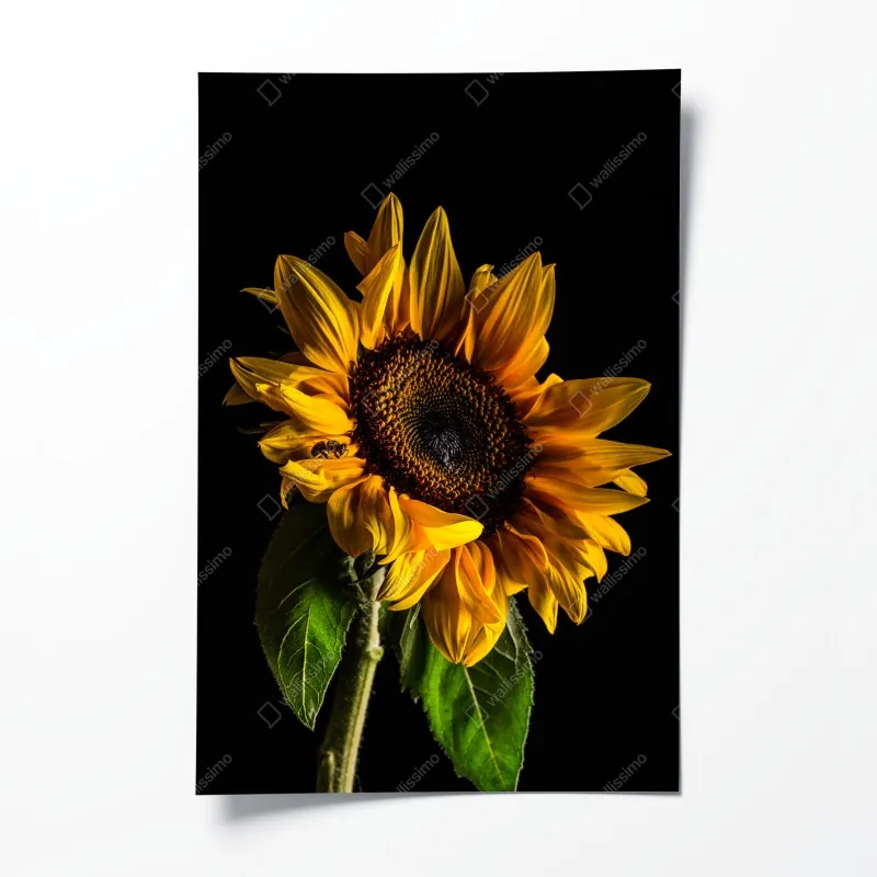 Poster sonnige skyline von Rom mit kuppeln – Wallnifity®