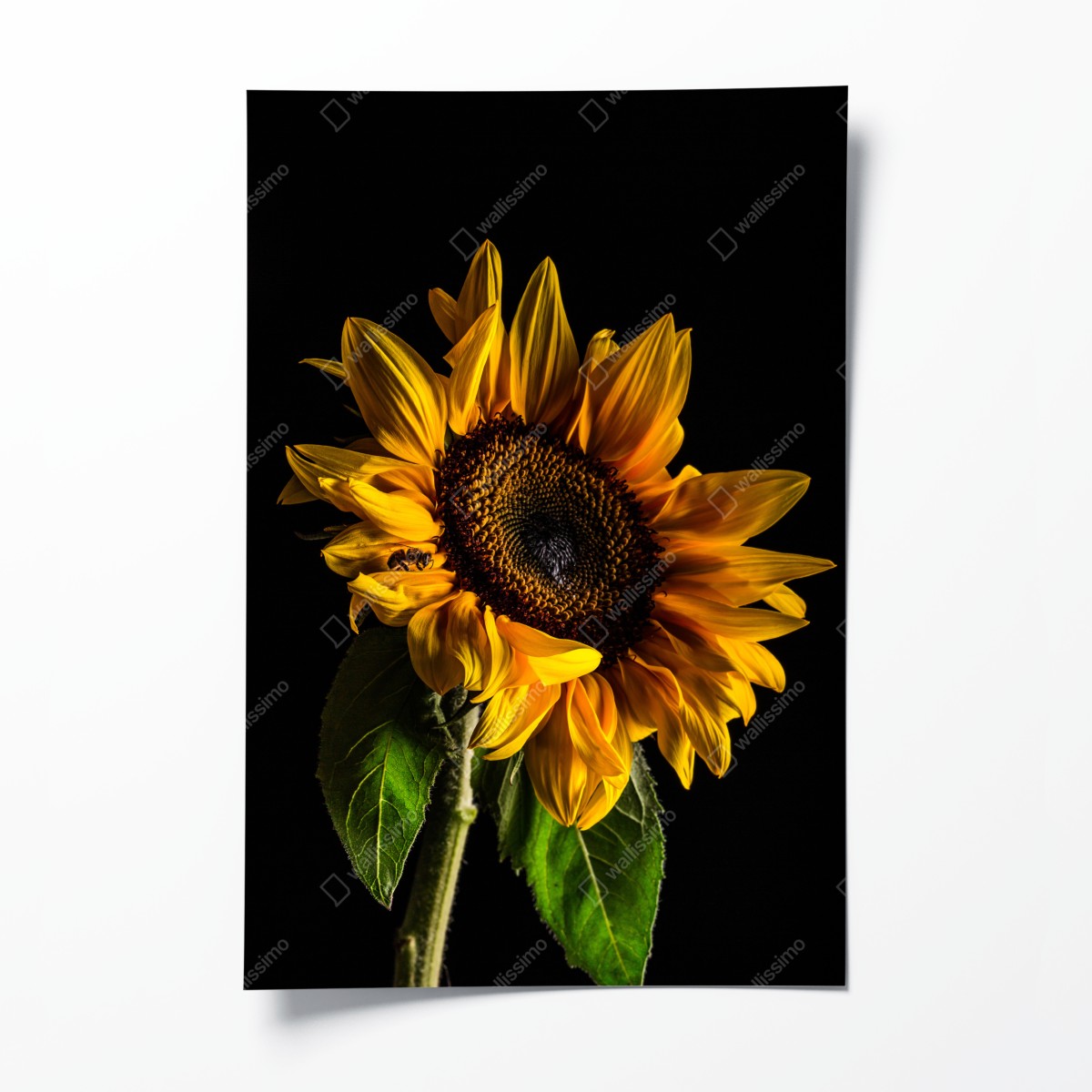 Poster goldene sonnenblume in nahaufnahme – Wallnifity®