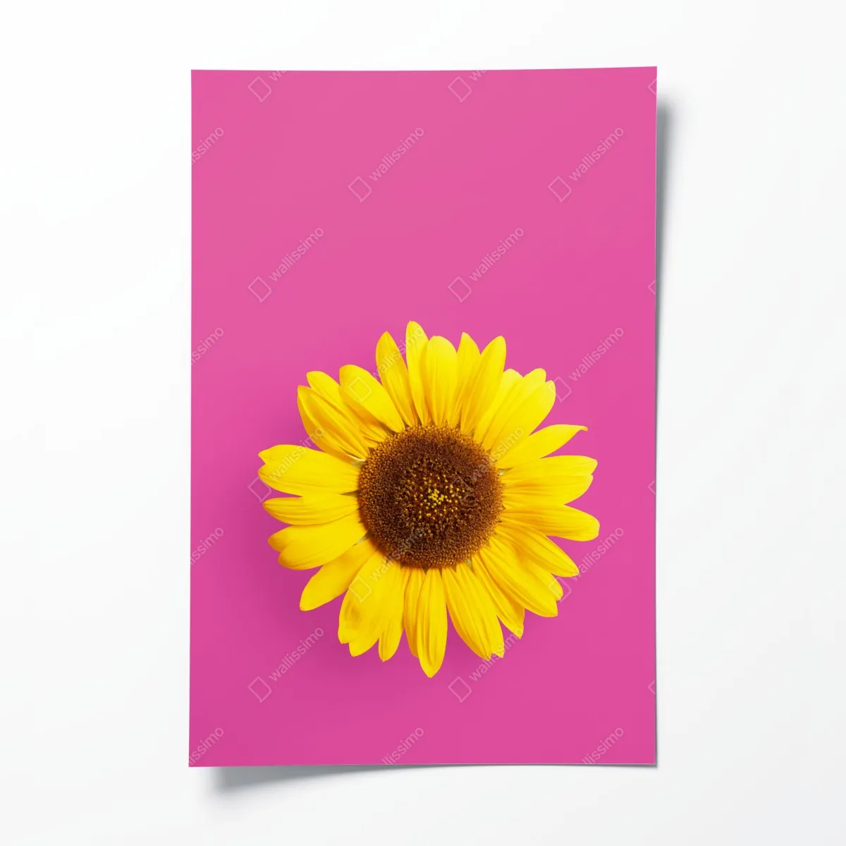 Poster leuchtende sonnenblume auf rosa hintergrund – Wallnifity®