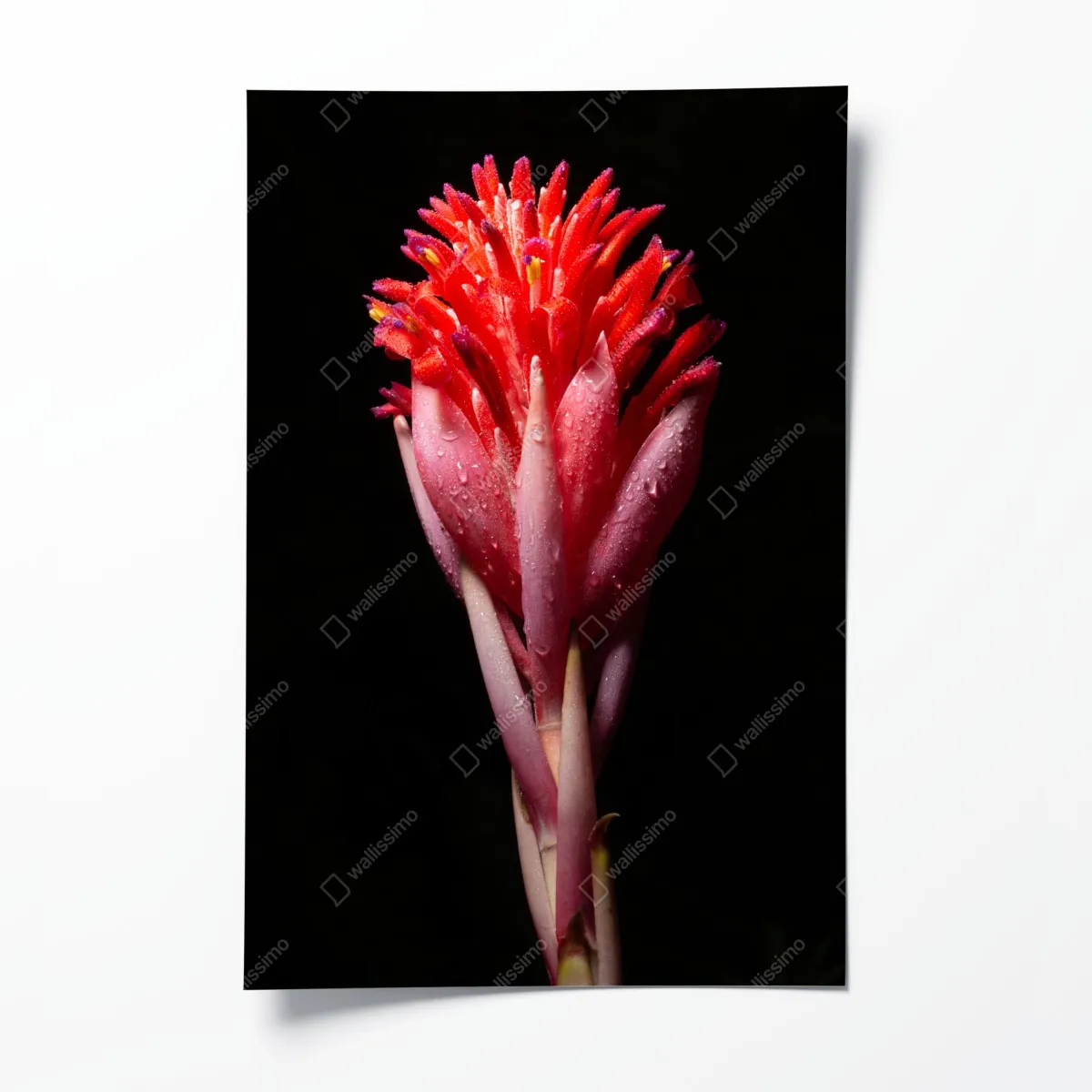Poster leuchtende rosa blüte vor schwarzem hintergrund – Wallnifity®