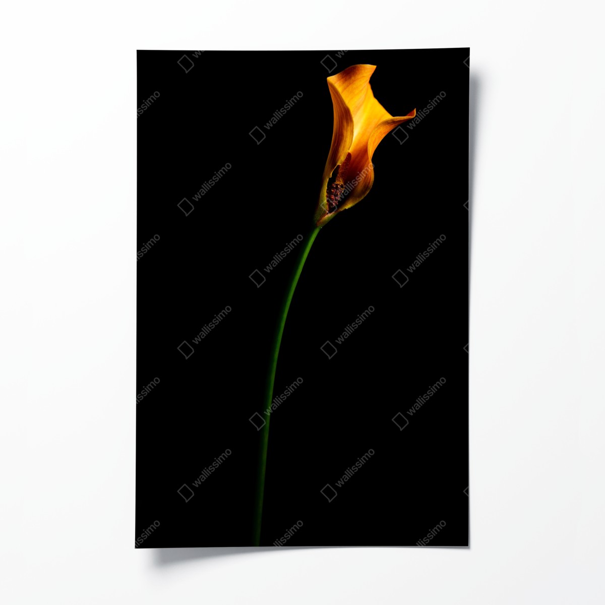 Poster goldene calla auf schwarzem hintergrund – Wallnifity®