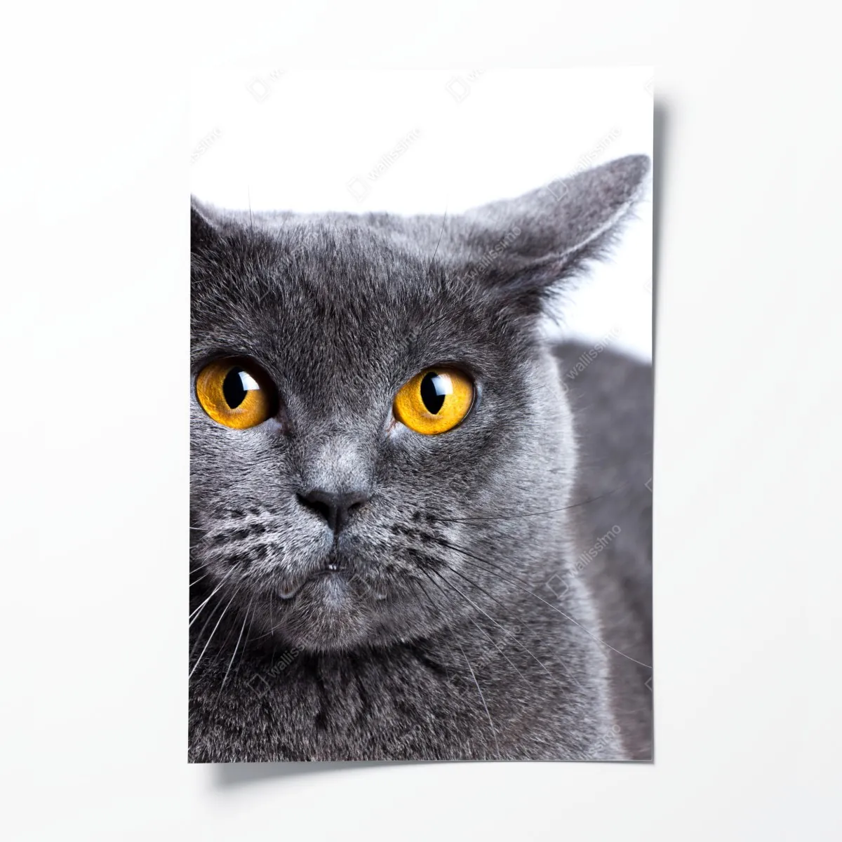 Poster ausdrucksstarkes porträt einer grauen katze mit goldenen augen – Wallnifity®