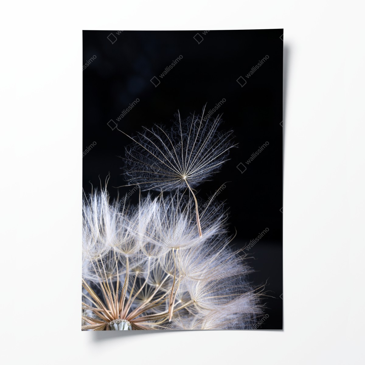 Poster zarter löwenzahnsamen auf schwarzem hintergrund – Wallnifity®