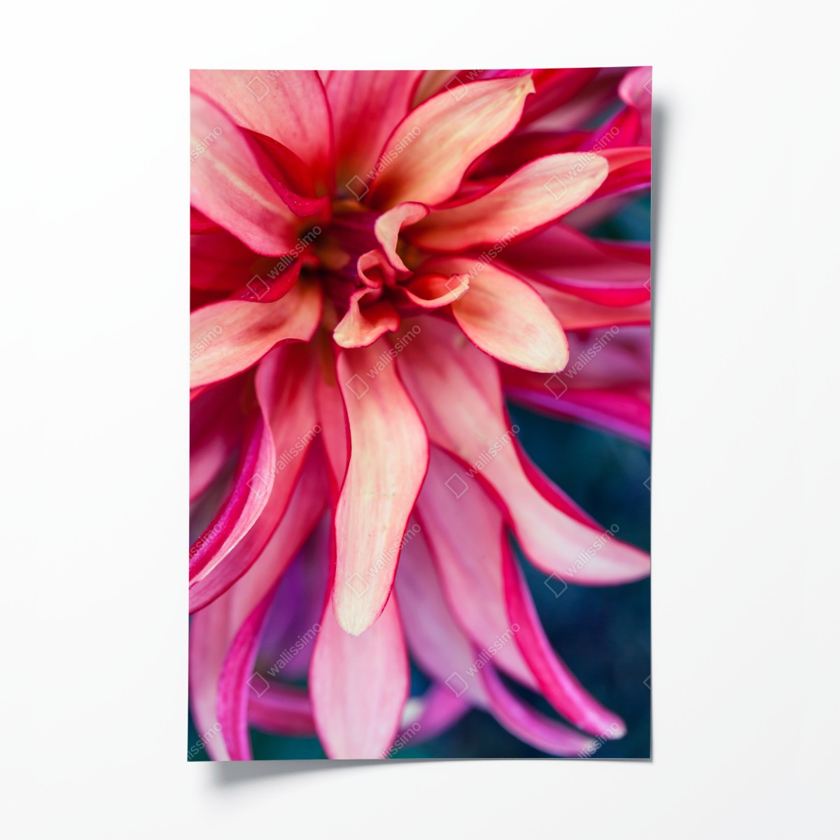 Poster vibrantes rosa blütenmakro – Wallnifity®