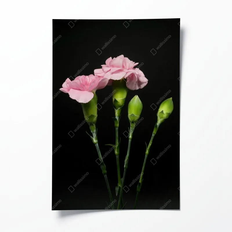 Poster sonnenbeschienene grüne wiese im morgenlicht – Wallnifity®