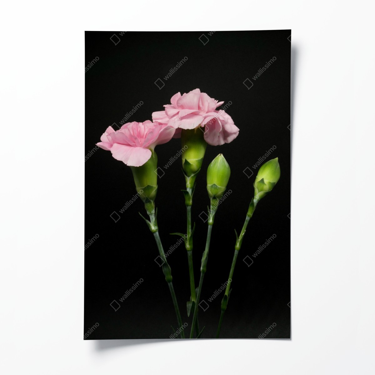 Poster rosa nelken vor schwarzem hintergrund – Wallnifity®