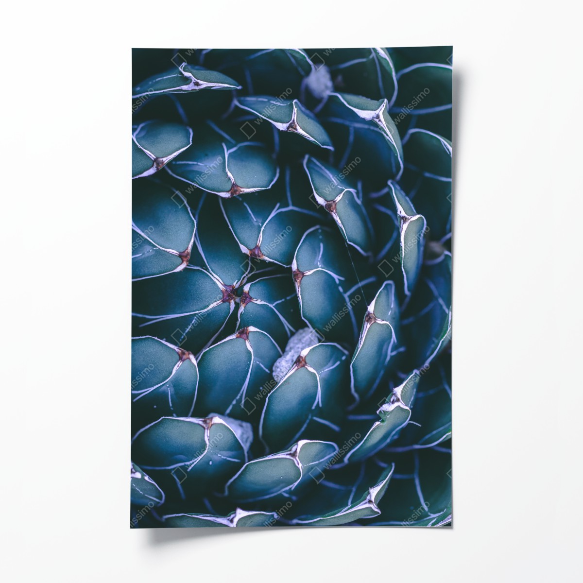Poster geometrische makroaufnahme türkiser sukkulente – Wallnifity®
