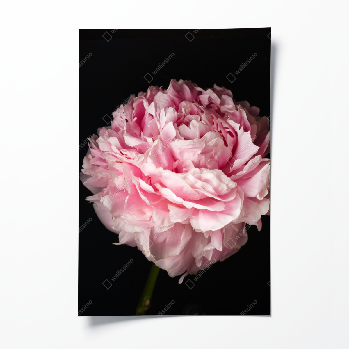 Poster zarte rosa pfingstrose nahaufnahme – Wallnifity®