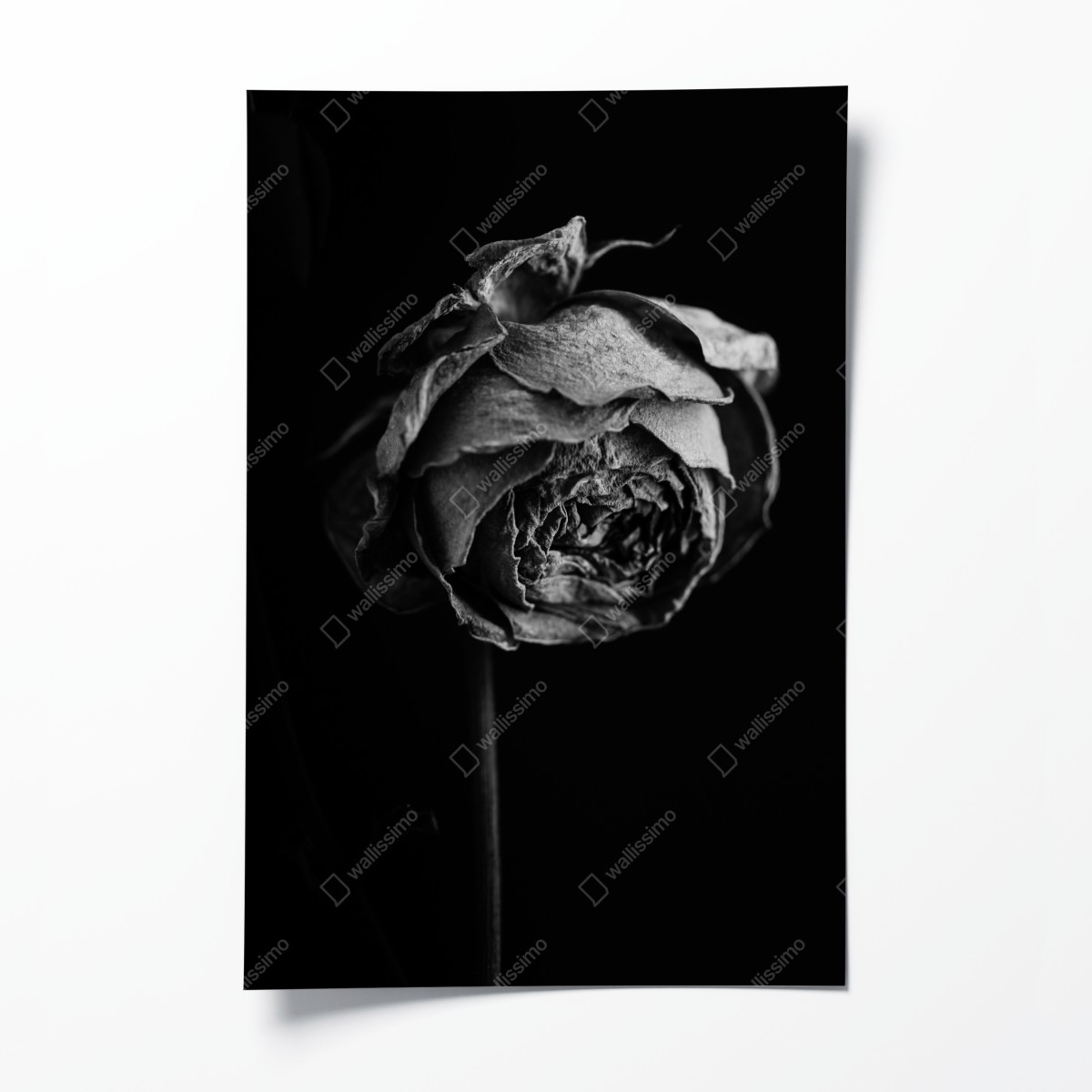 Poster monochrome getrocknete rose – Wallnifity®