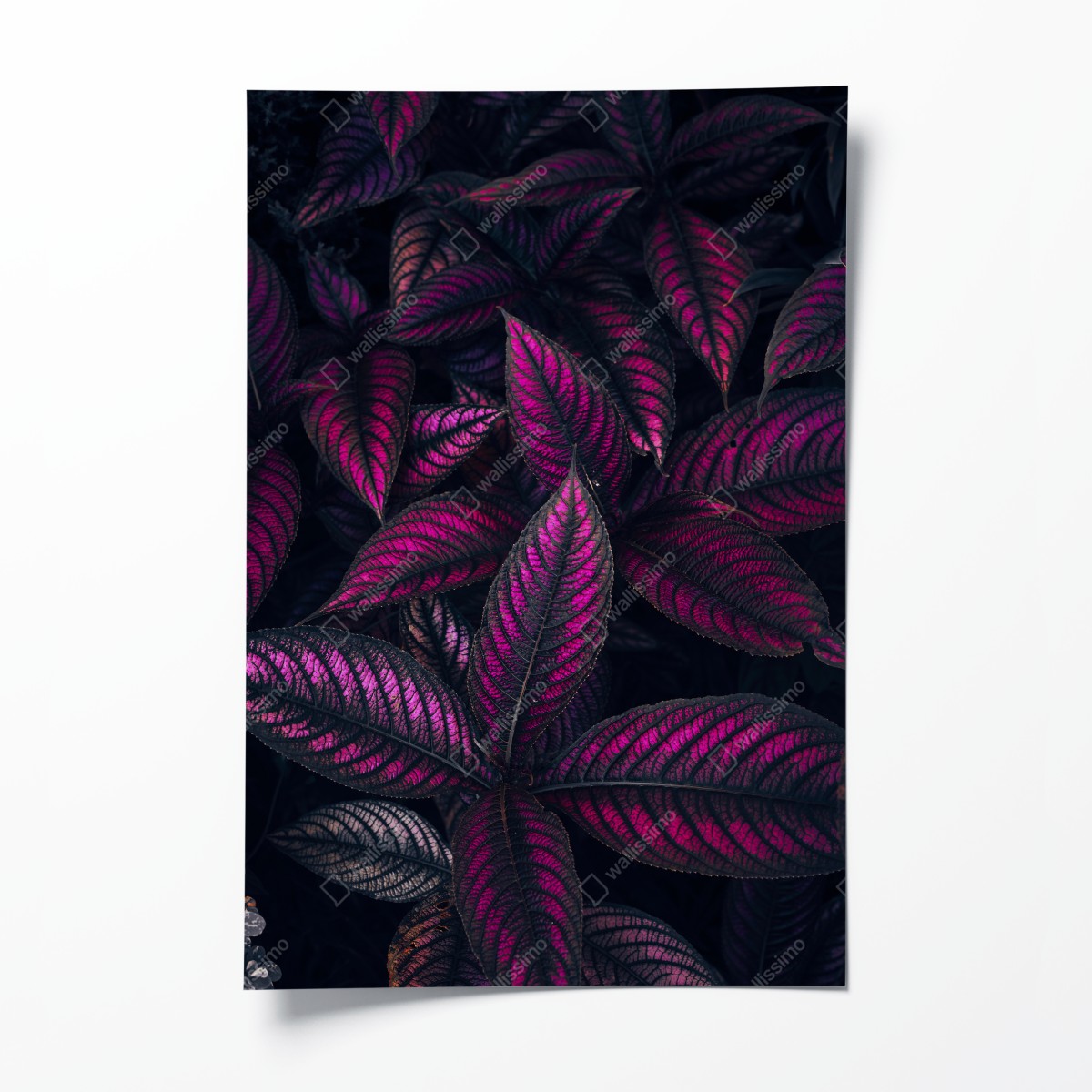 Poster leuchtendes violettes blättermotiv – Wallnifity®