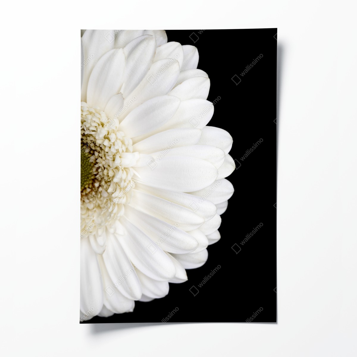 Poster weiße gerbera auf schwarzem hintergrund minimalistische nahaufnahme – Wallnifity®