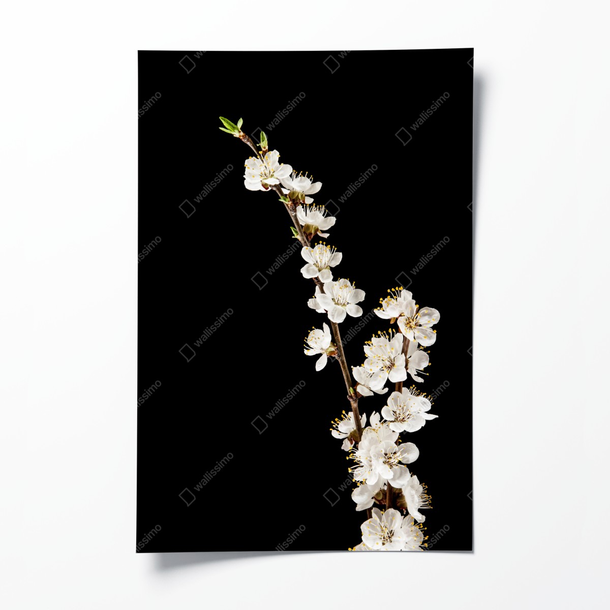 Poster zarter zweig mit aprikosenblüten auf schwarzem hintergrund – Wallnifity®