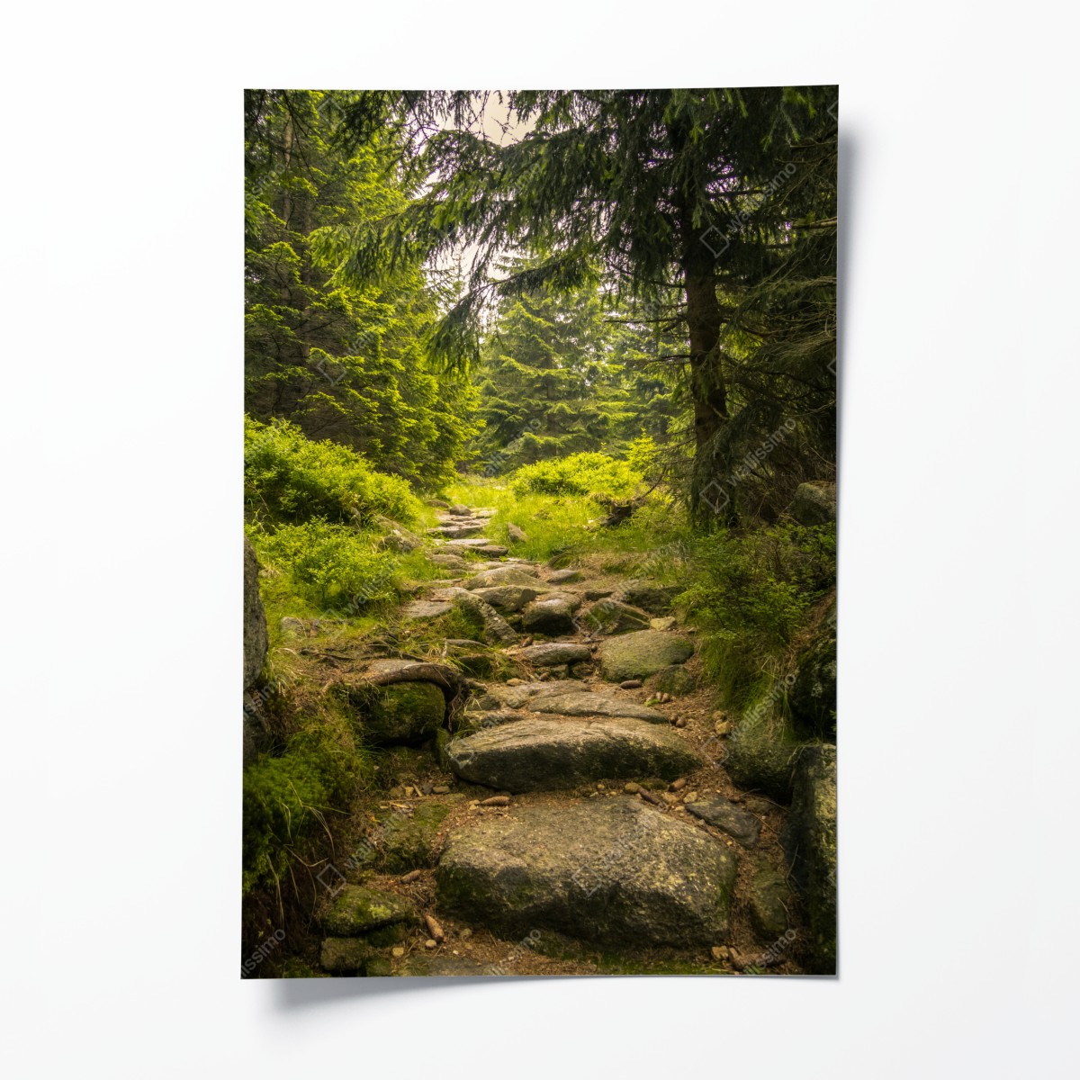 Poster ruhiger waldweg durch nadelwald – Wallnifity®