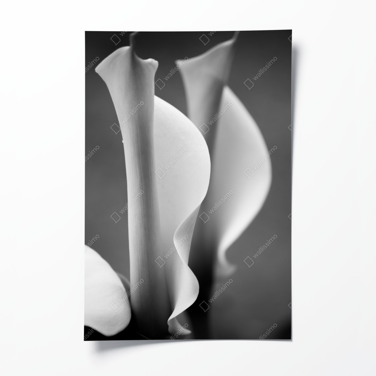 Poster elegante calla-lilien in monochrom – Wallnifity®