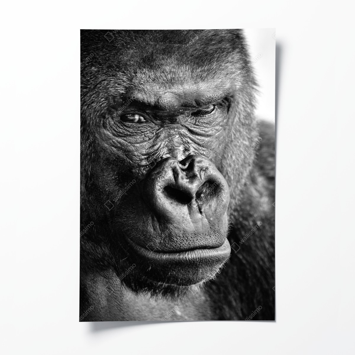 Poster intensives gorilla-porträt in schwarzweiß – Wallnifity®