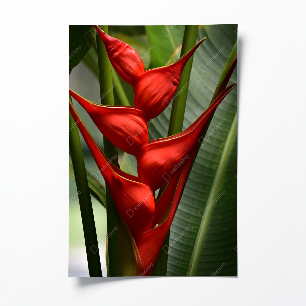 Poster leuchtende rote heliconia blüte – Wallnifity®