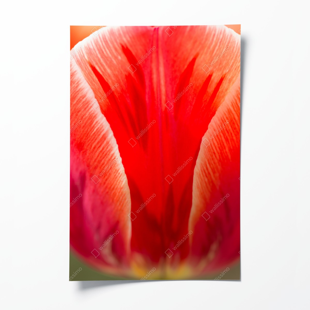 Poster leuchtende rote tulpen nahaufnahme – Wallnifity®