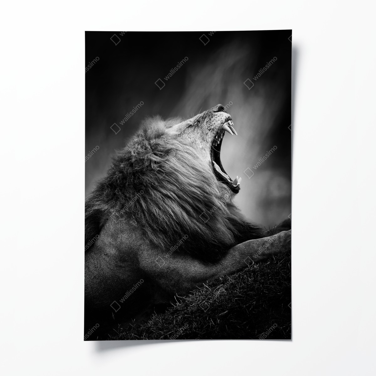 Poster majestätischer brüllender löwe in monochrom – Wallnifity®