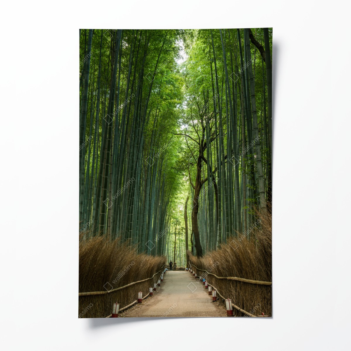 Poster ruhiger bambushainpfad – Wallnifity®