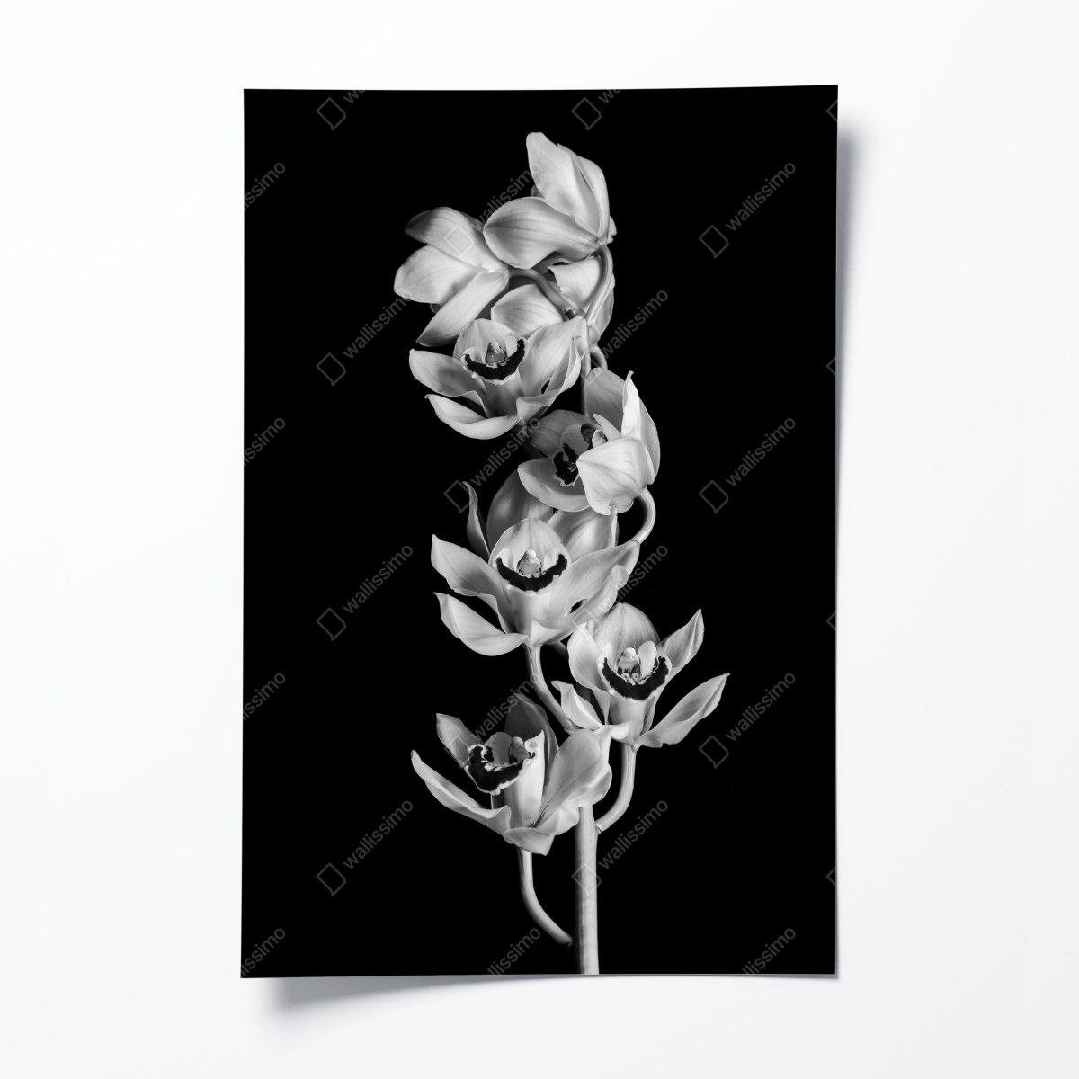 Poster eleganter monochromer orchideenstiel – Wallnifity®